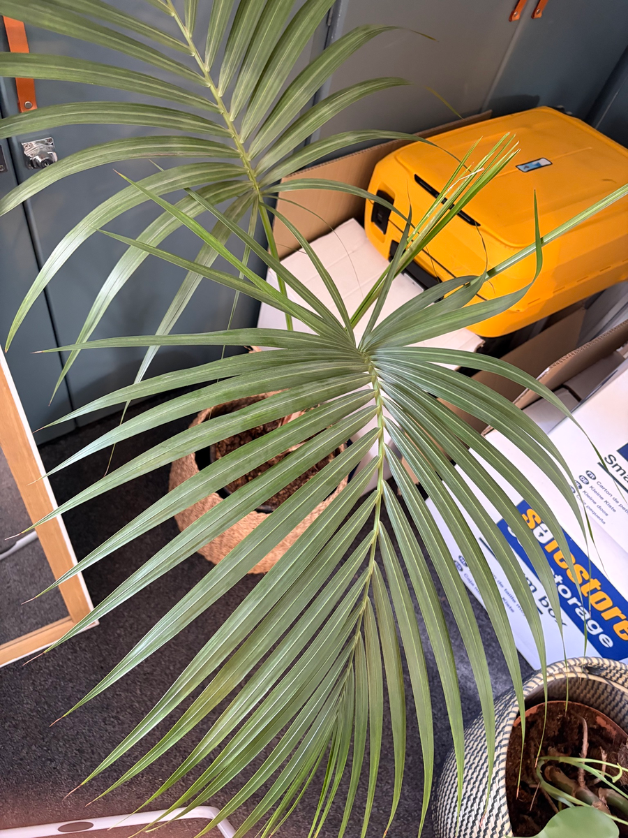 Areca palm