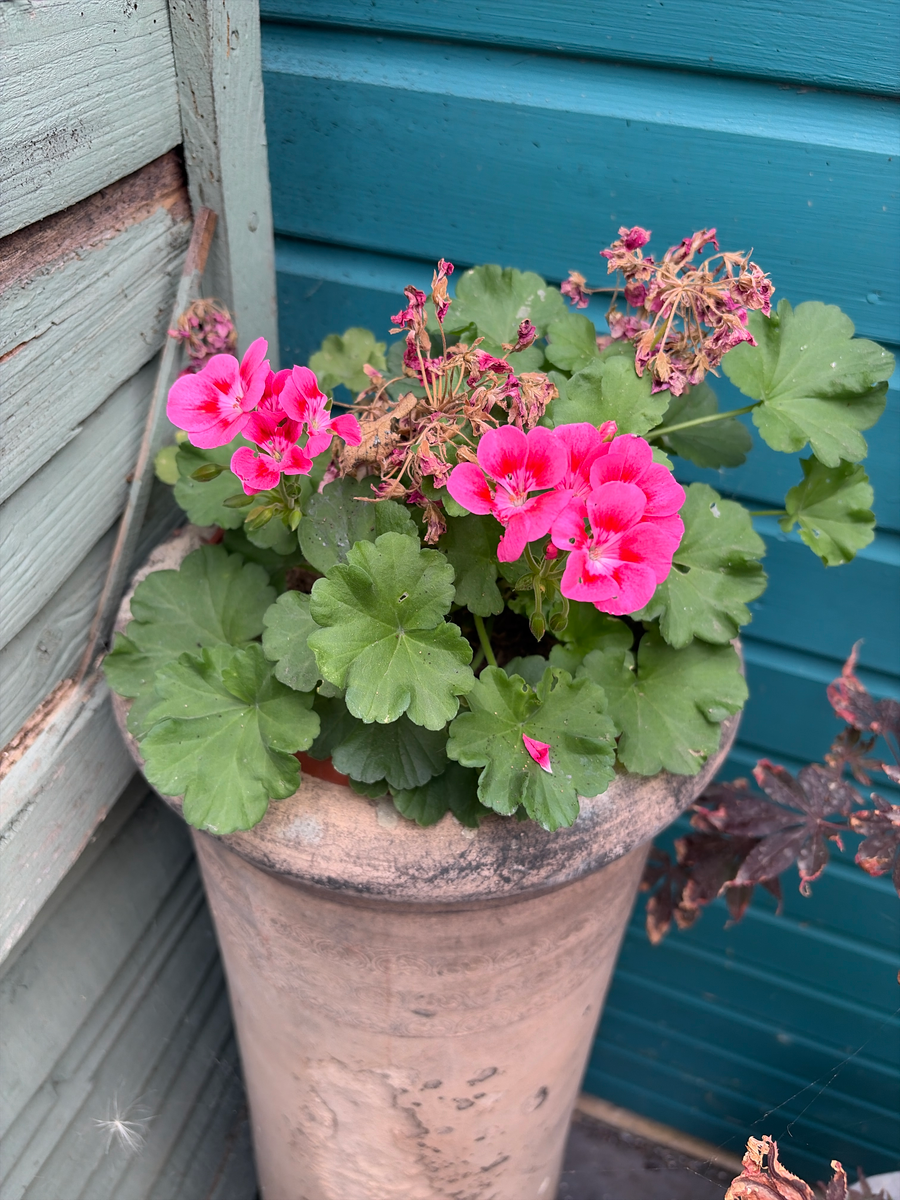 Zonal pelargonium