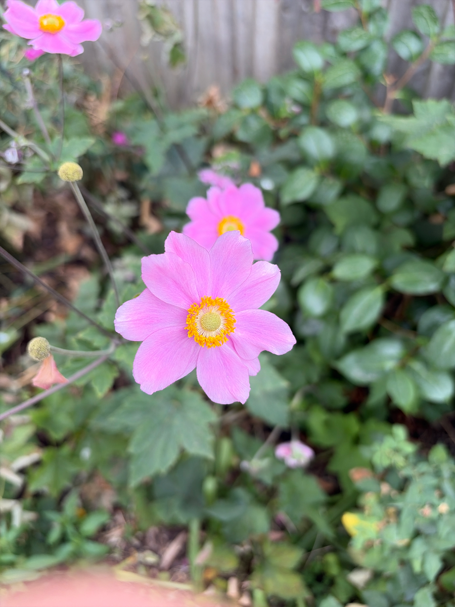 Japanese anemone