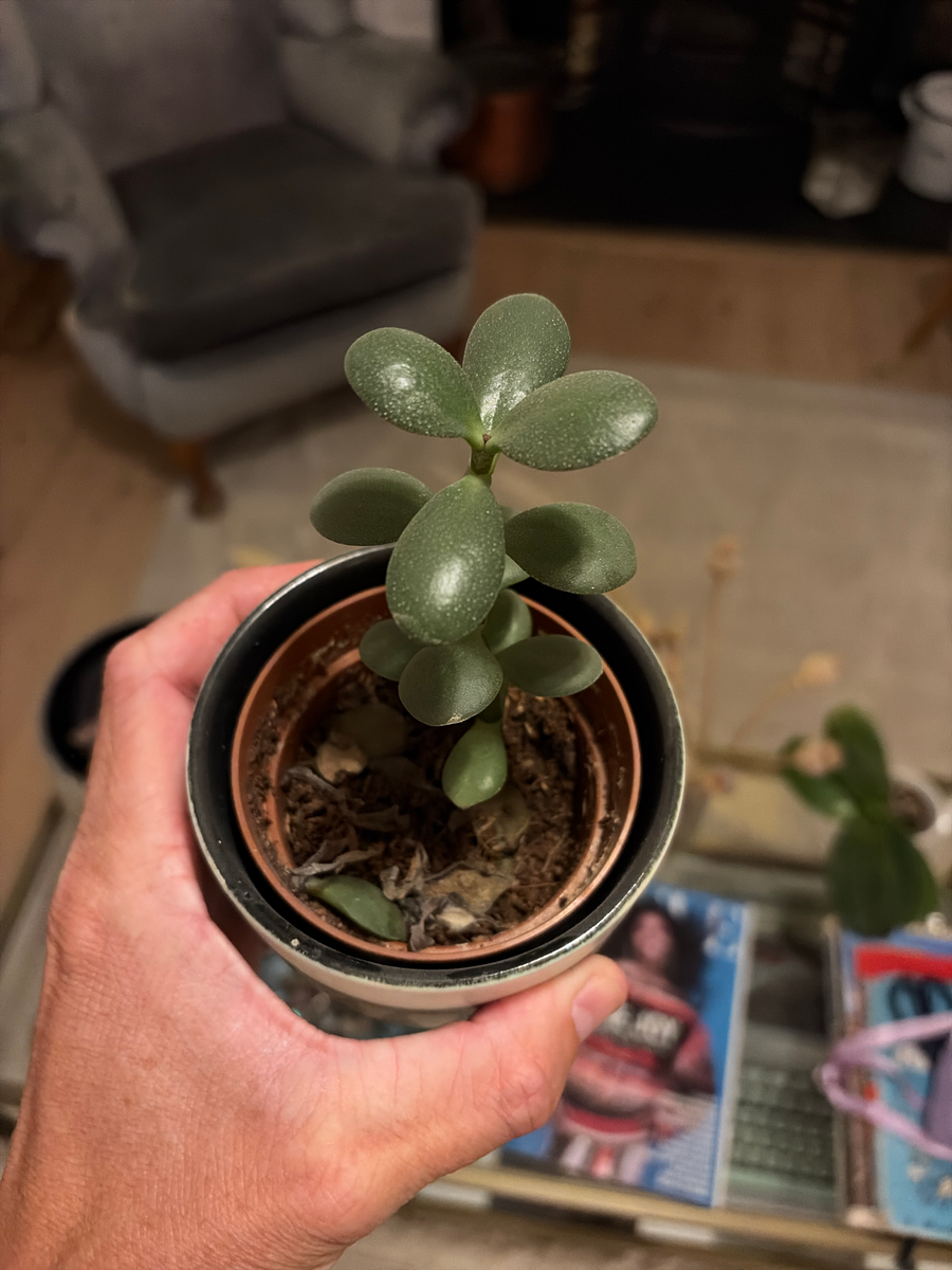 Jade plant