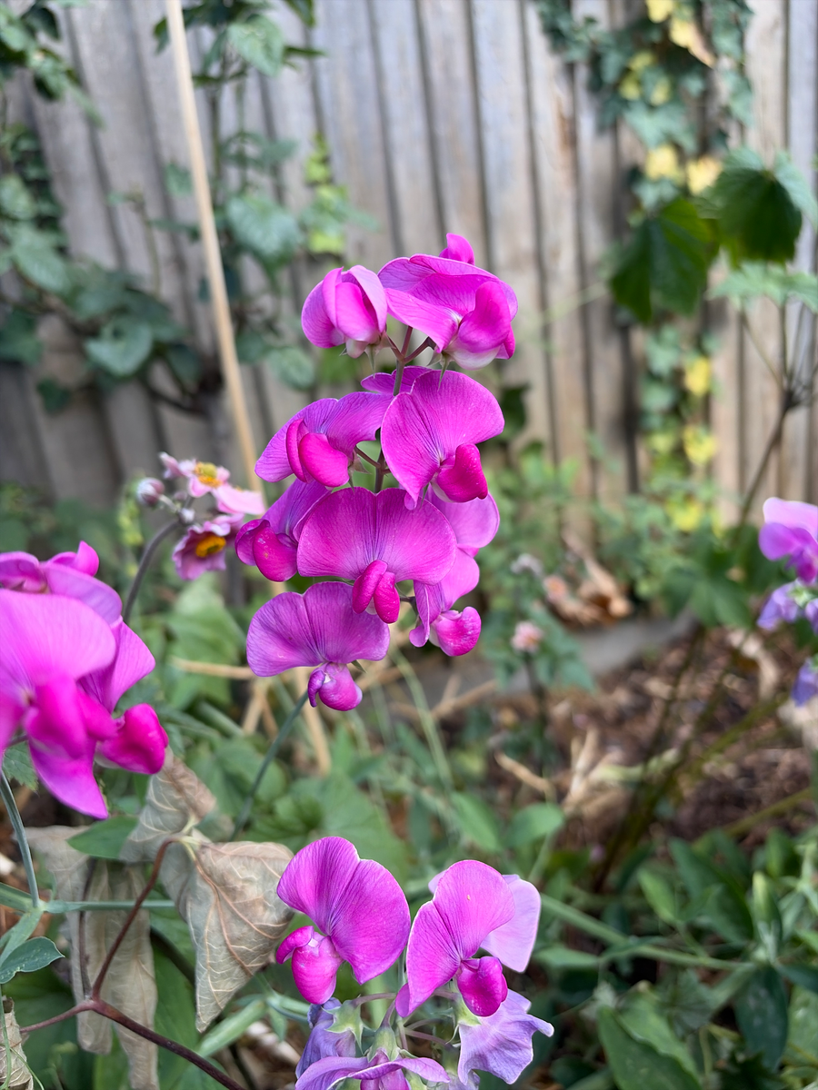 Sweet pea