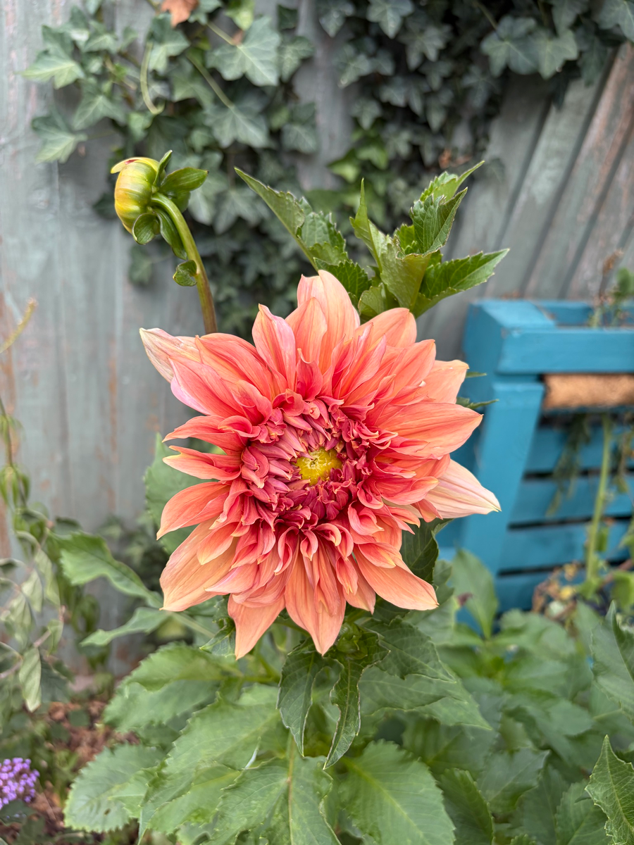 Dahlia