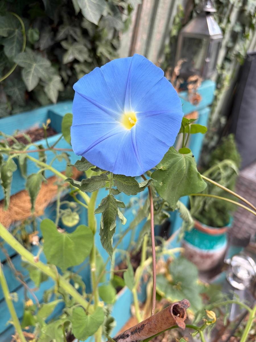 Morning glory