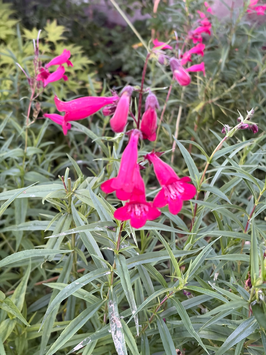 Beardtongue