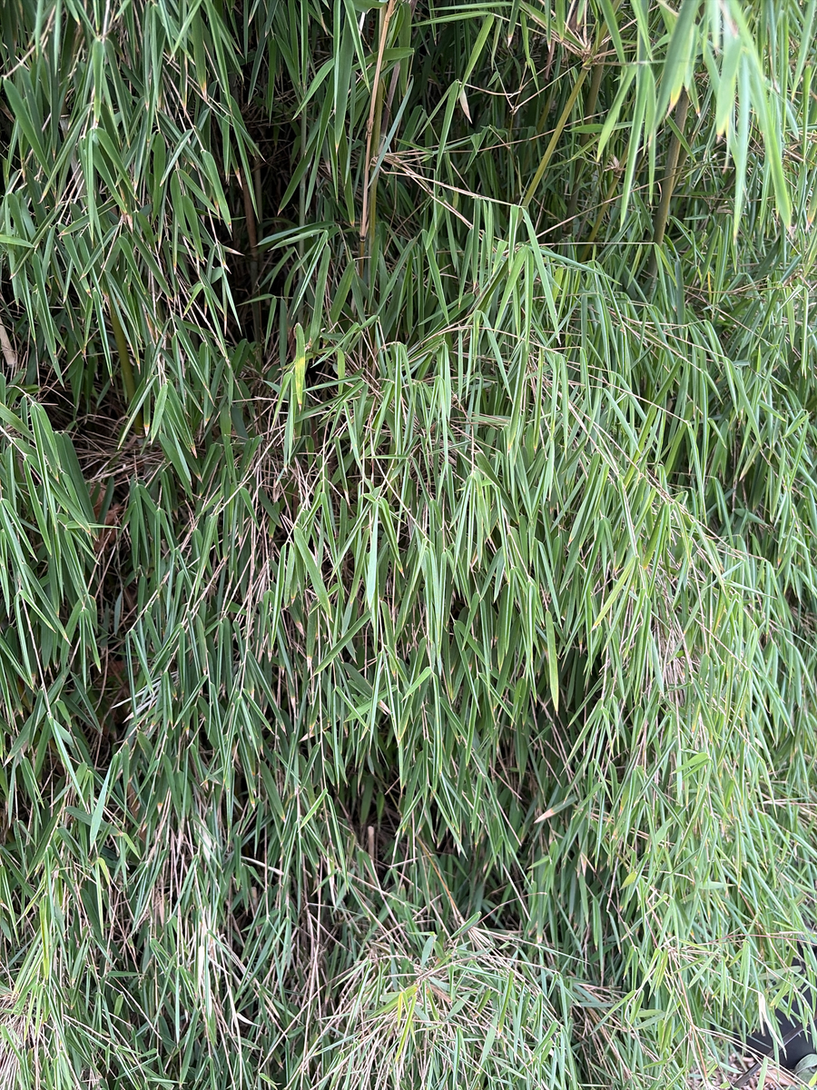 Clumping bamboo