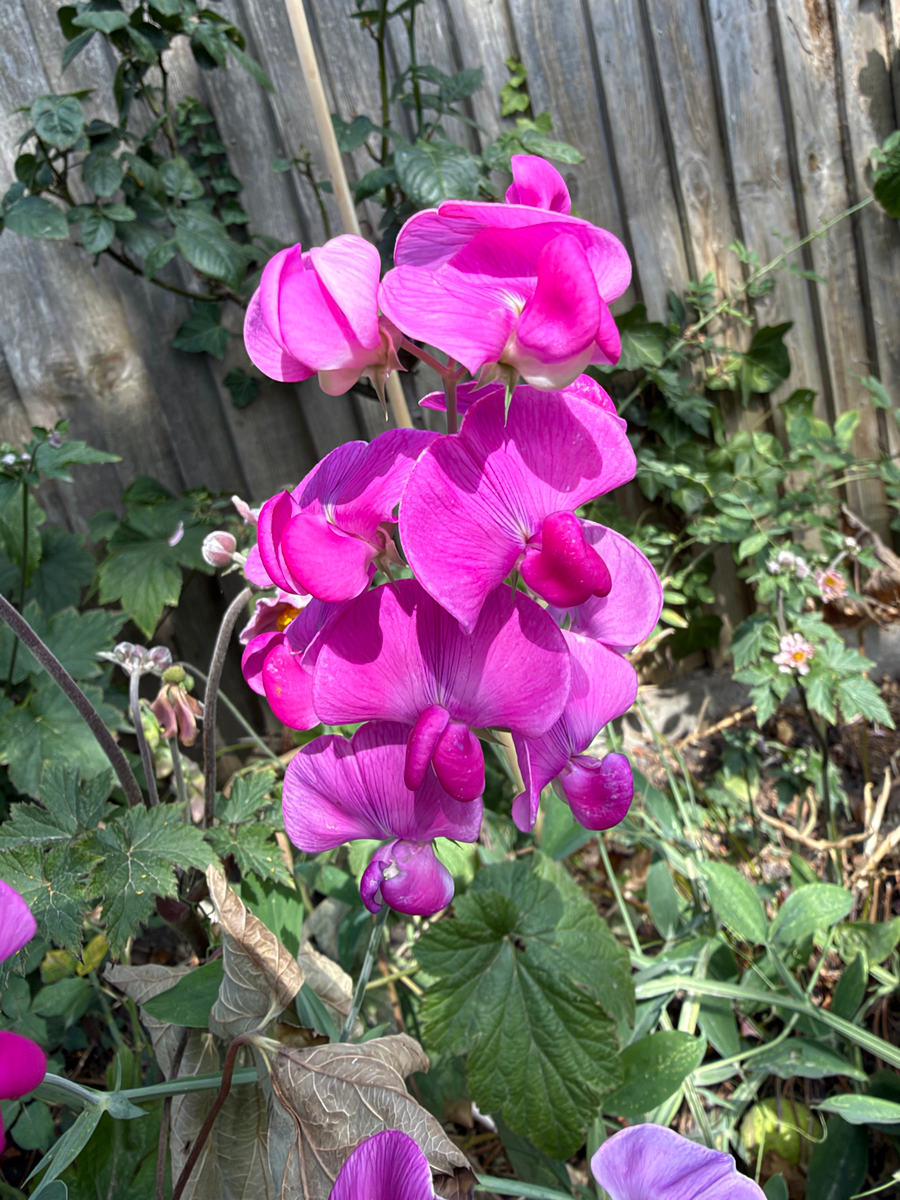 Sweet pea