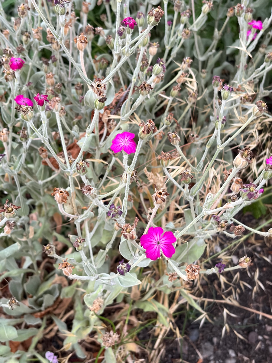Rose campion