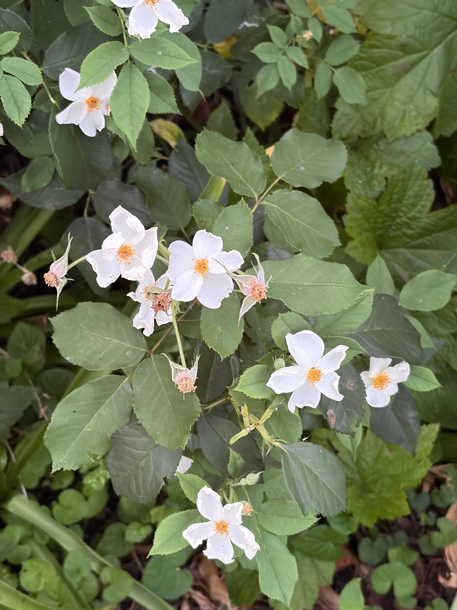Dog rose