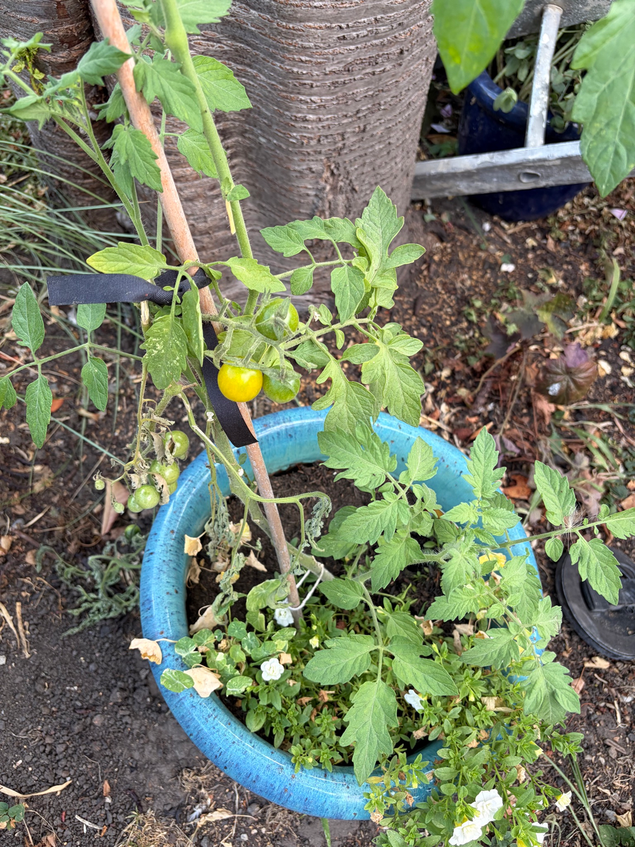 Tomato