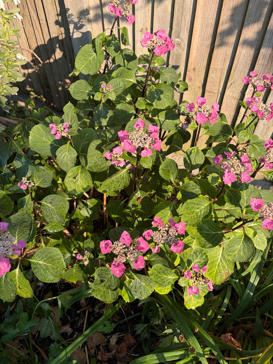 Hydrangea
