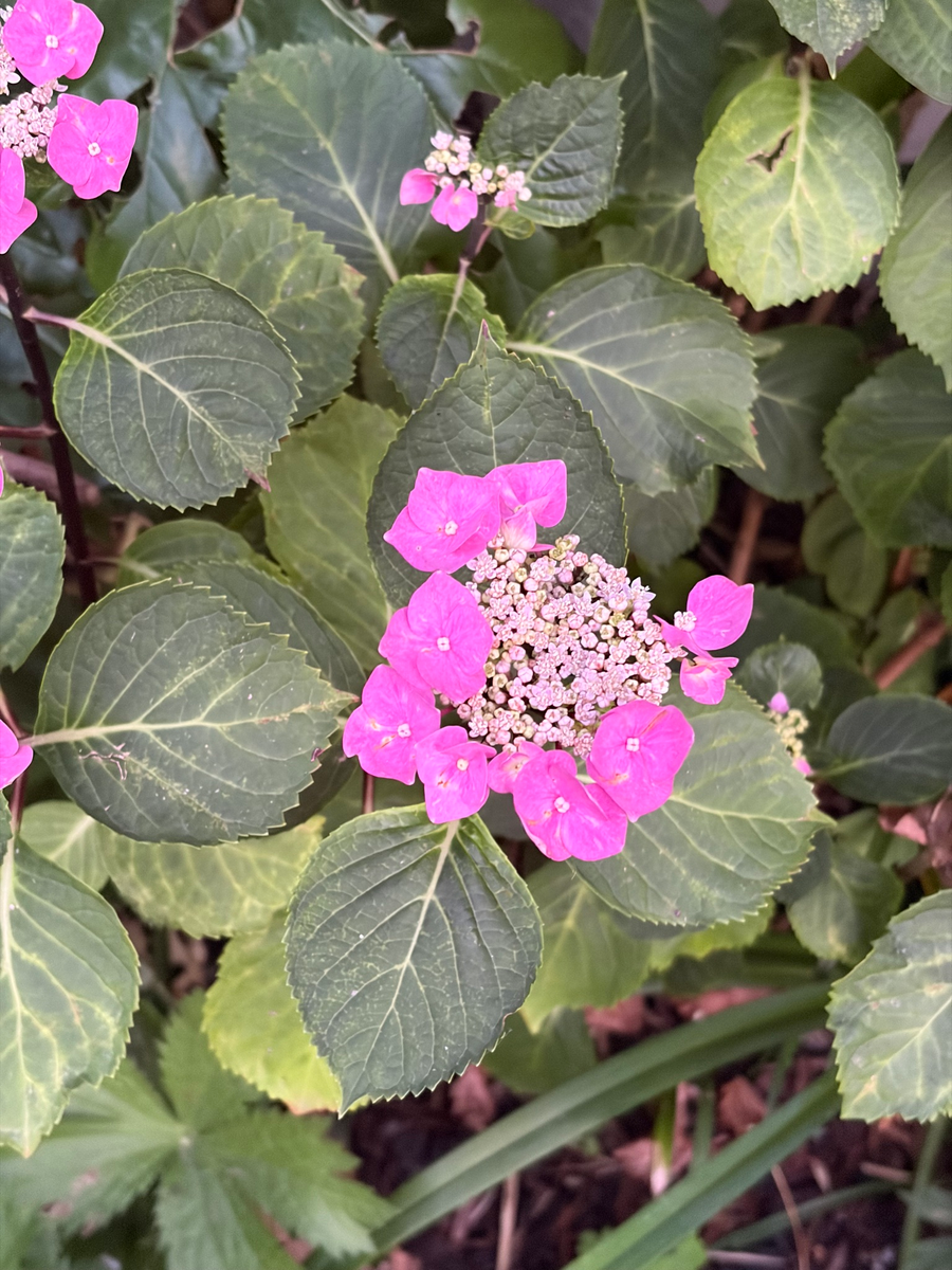 Hydrangea