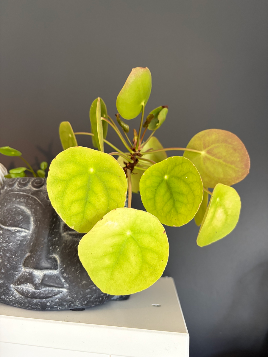 Chinese money plant