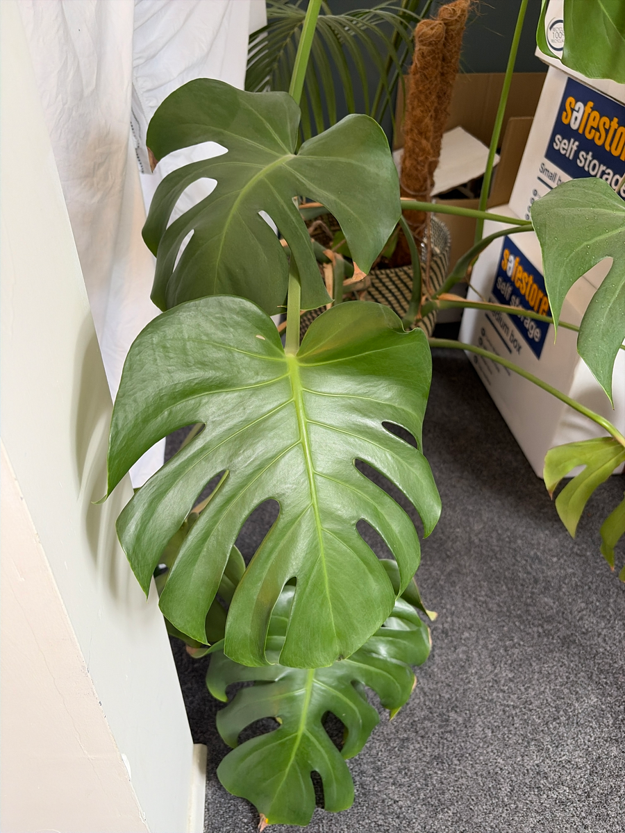 Monstera