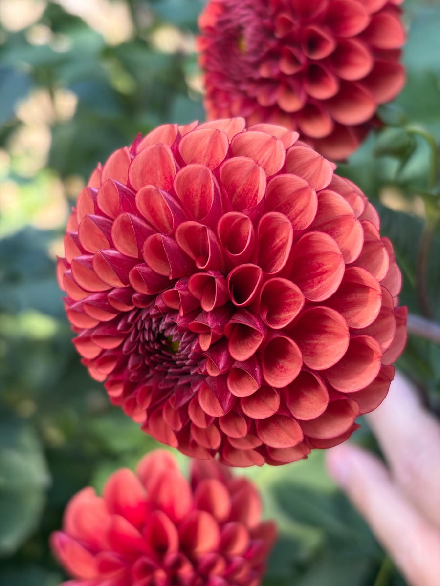 The garden, September 2026