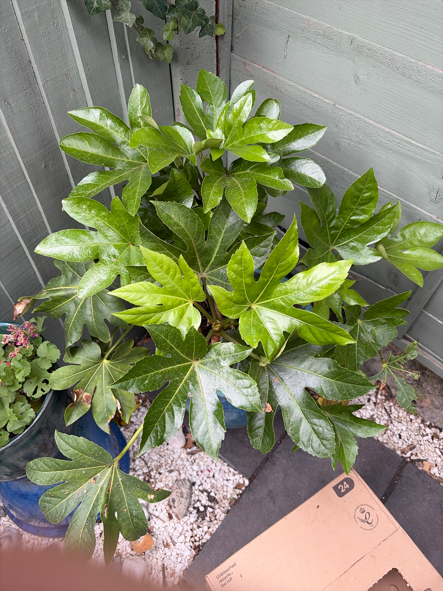 Japanese aralia