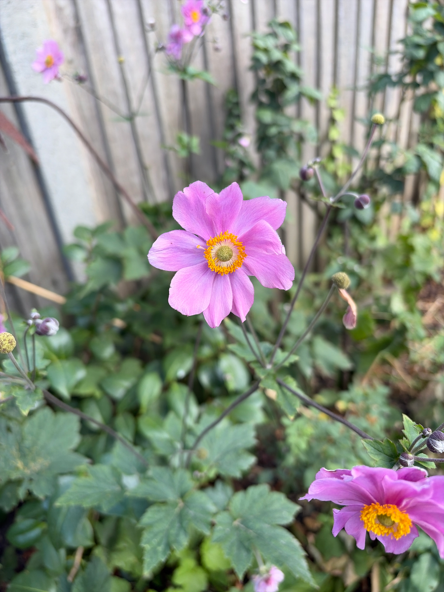 Japanese anemone