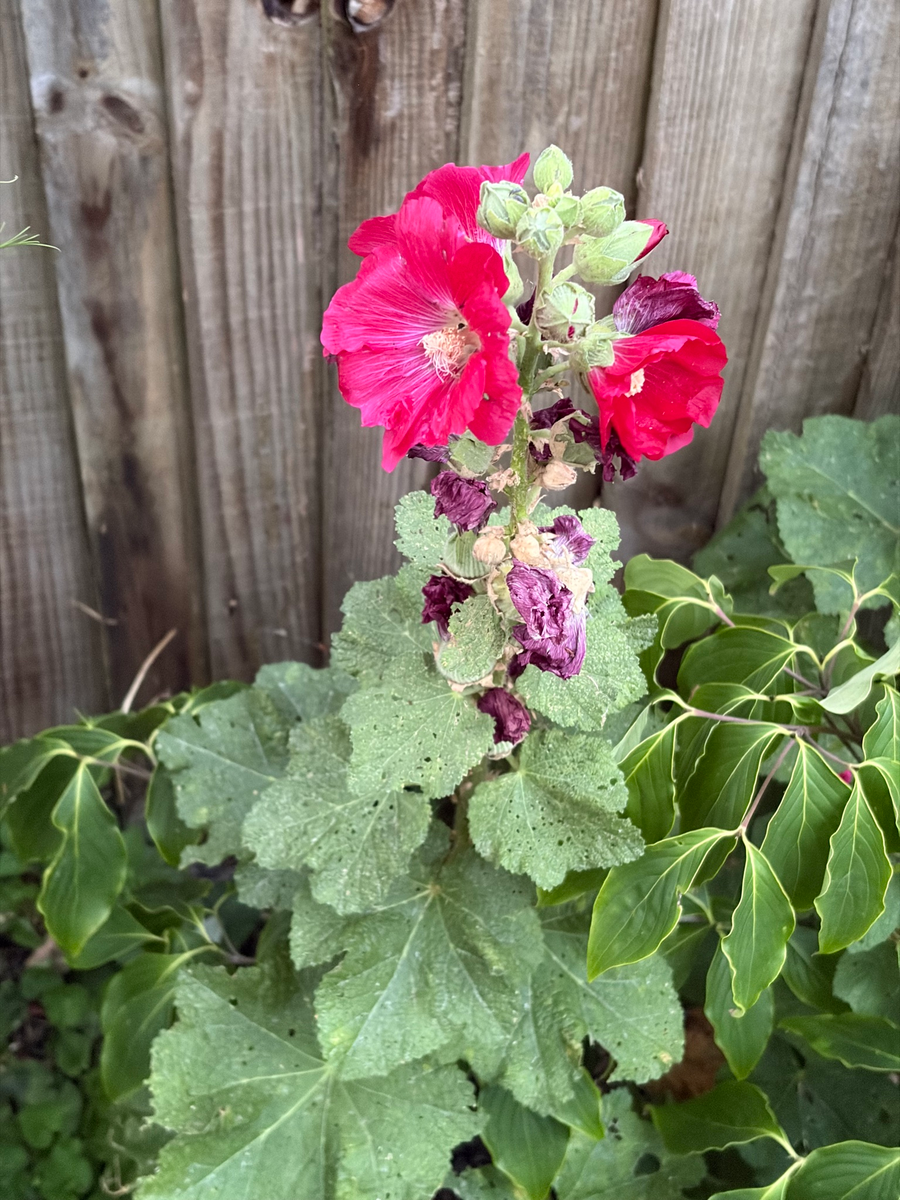 Hollyhock
