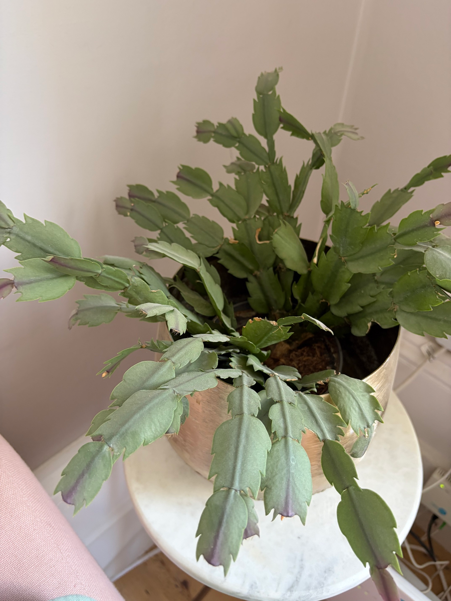 Christmas cactus