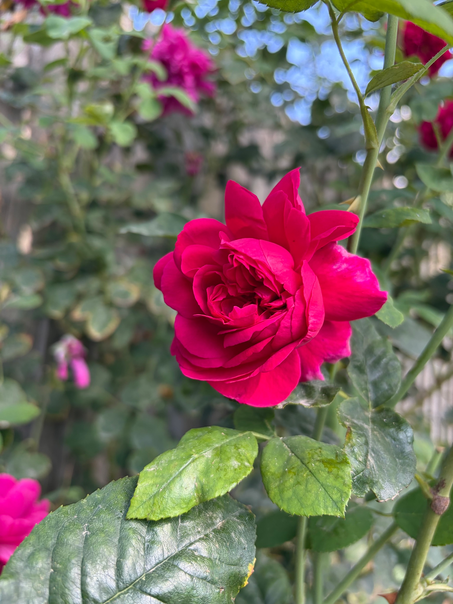 Hybrid tea rose