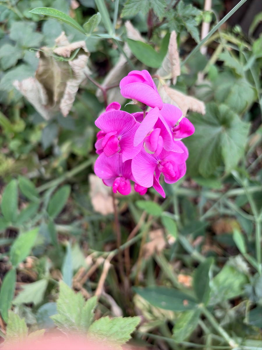 Everlasting pea