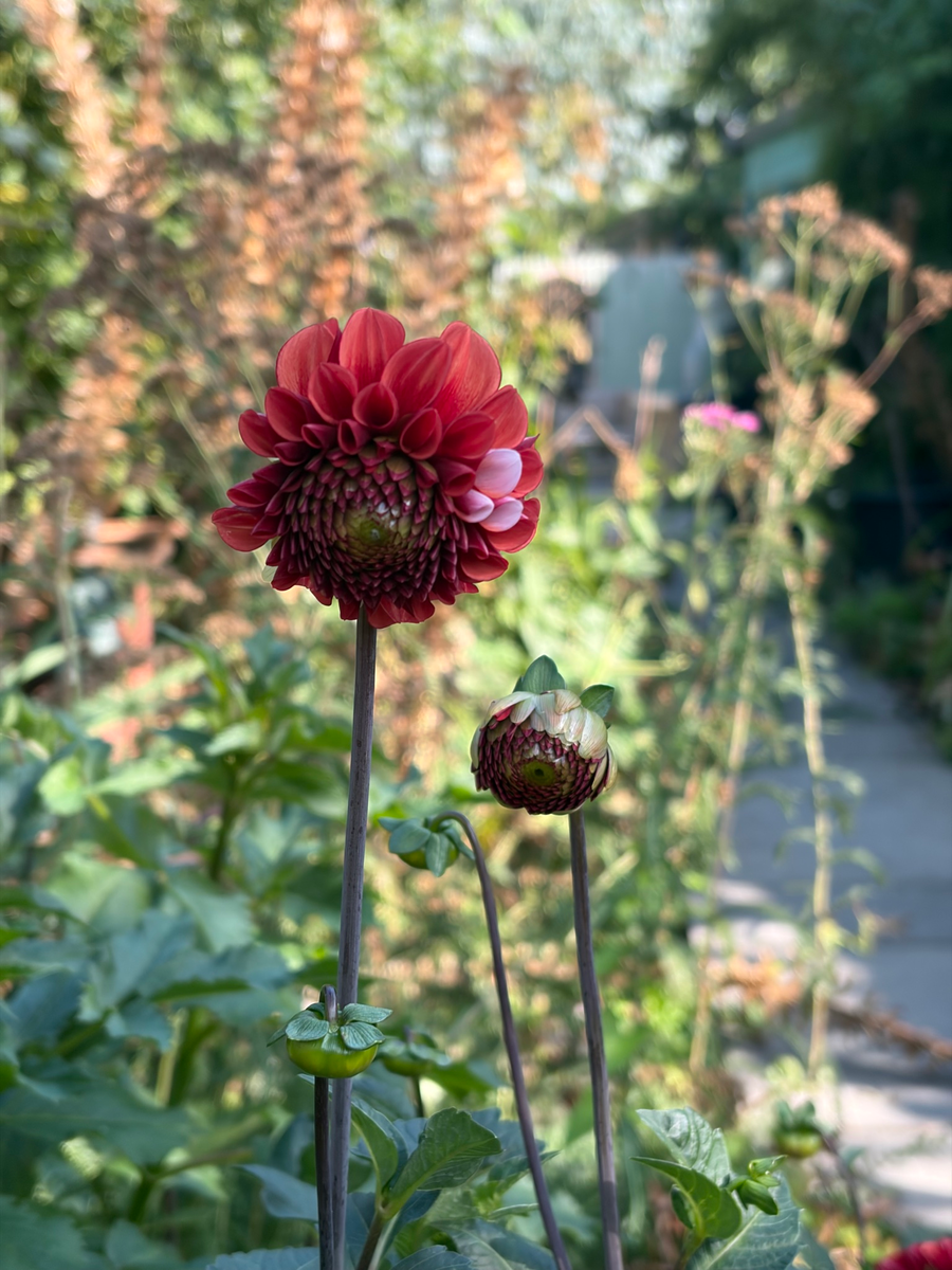 The garden, September 2026