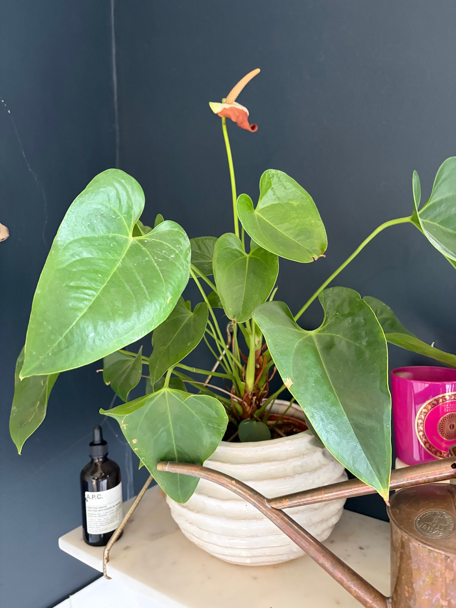 Flamingo flower