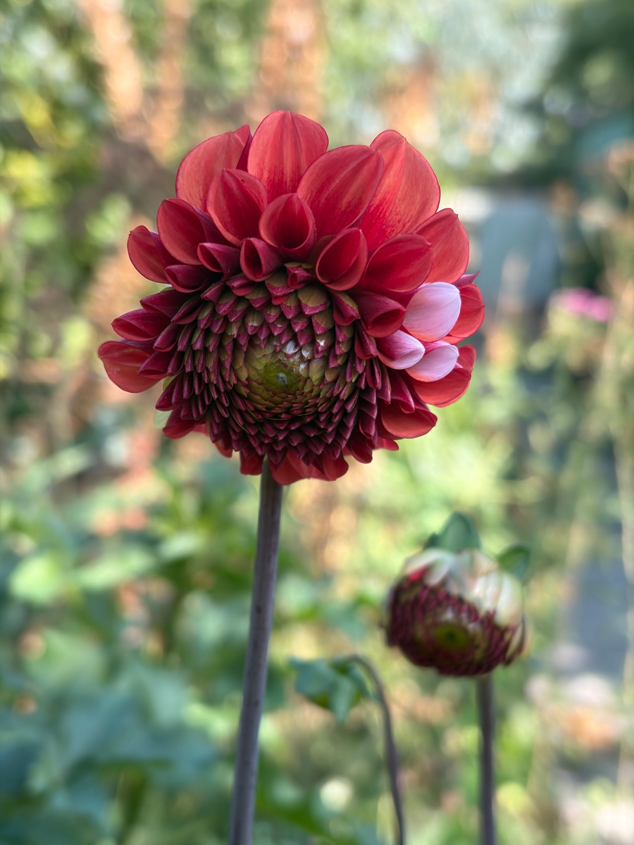 The garden, September 2026