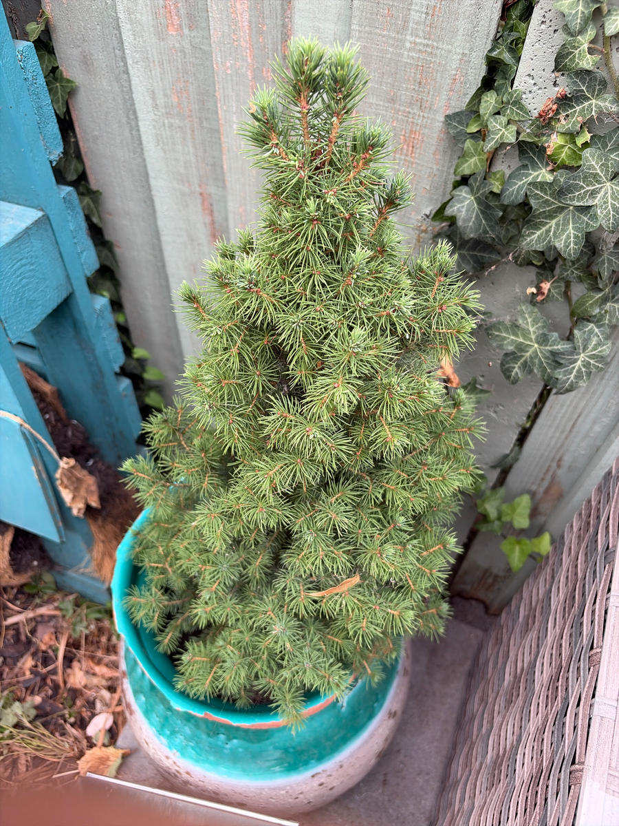 White spruce