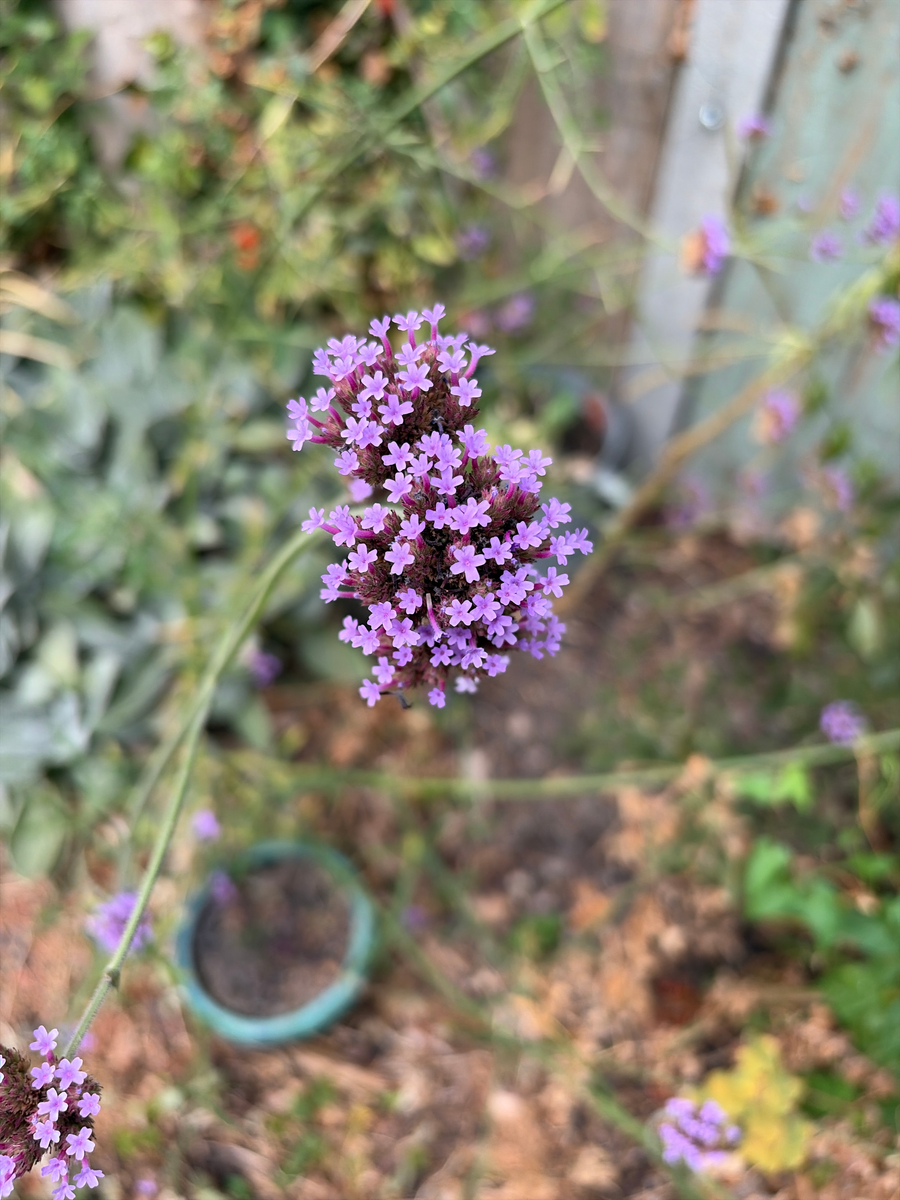 Purpletop vervain