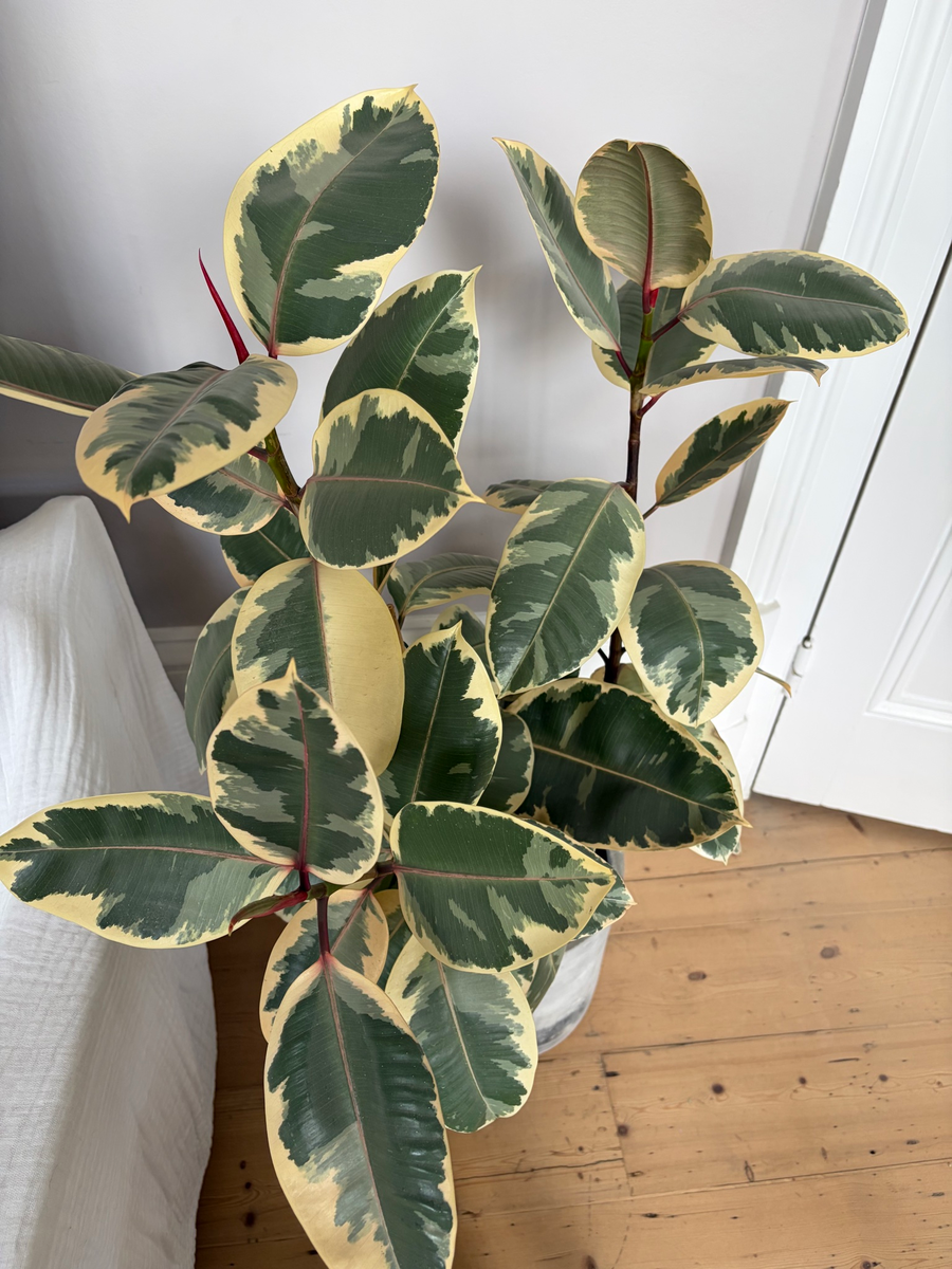Rubber plant