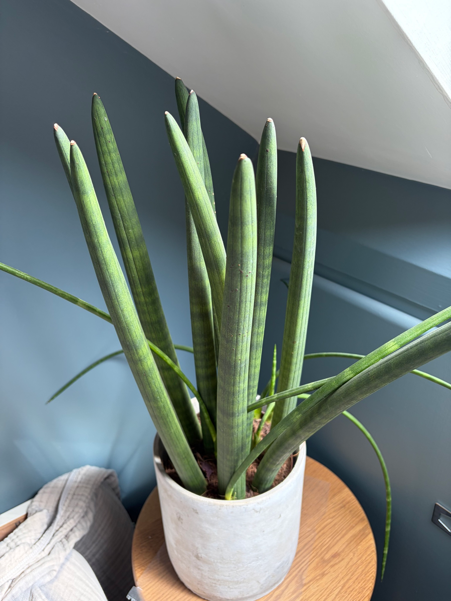 Mikado snake plant